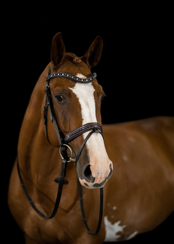Comprehensive Guide to Dressage Horse Nutrition: Optimizing Performance in 2024